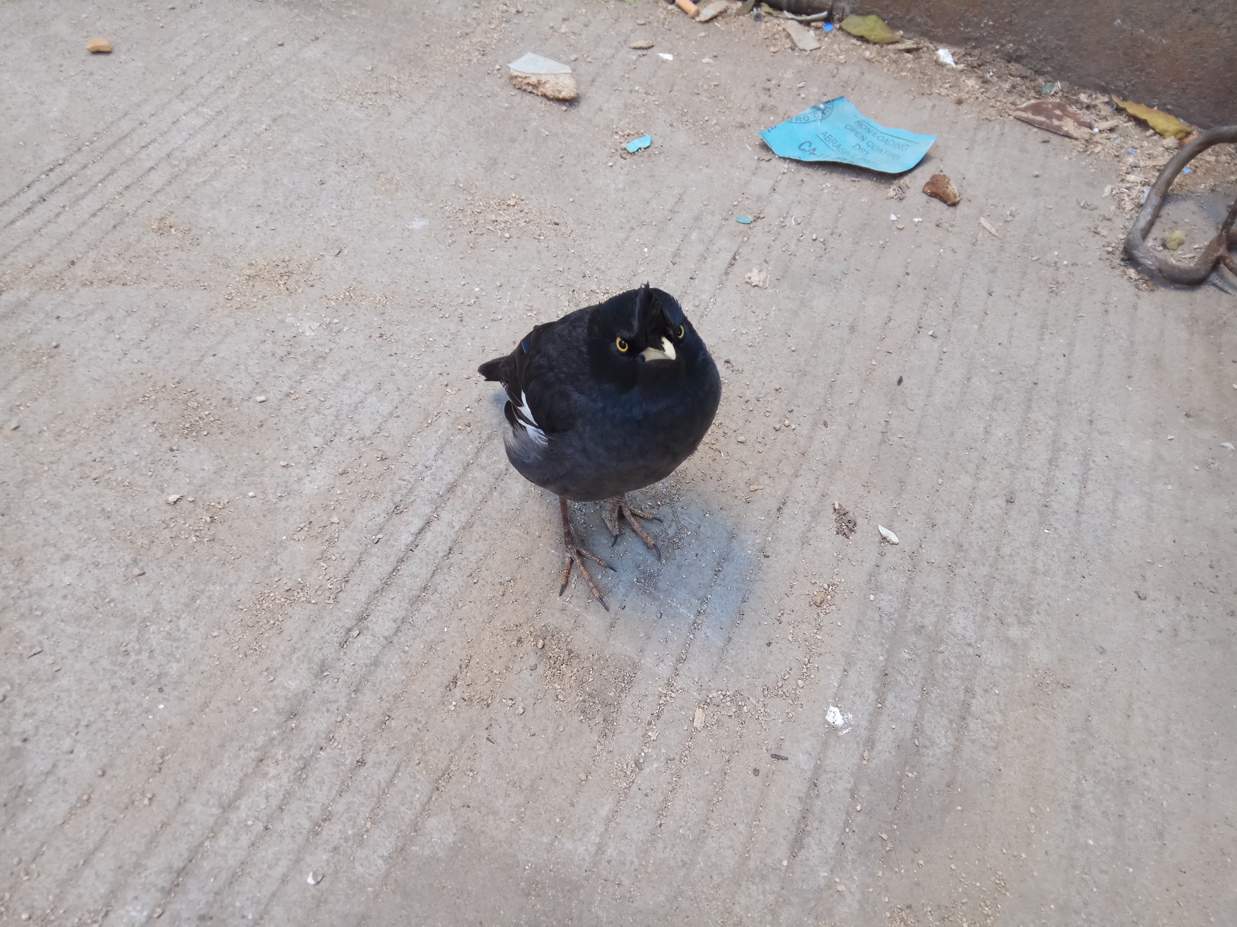 鸟